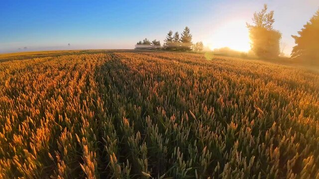 Sunrise golden rays shine through fog and tree branches, illuminating vast field of wheat.
