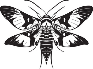 black and white butterfly