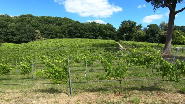 Grape plantation to produce albarino wine, typical of the Galicia region - Sanxenxo, Spain