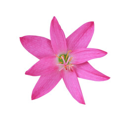 Pink Rain Lily or Fairy Lily flowers. Close up pink flower on stalk isolated on transparent background.