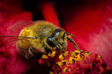 ABEJAS SOBRE FLORES BUSCANDO POLEN