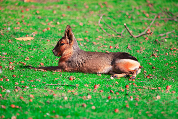 Patagonian Mara laying on the grass. Animal resting on the sunlit grass. Rodent animal Dolichotis Patagonum