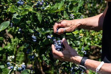Caucasian woman’s hand reaching into a bush to pick large ripe blue Duke blueberries in a u-pick...