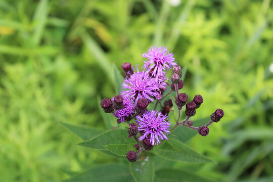 Missouri ironweed blooms at Miami Woods in Morton Grove, Illinois