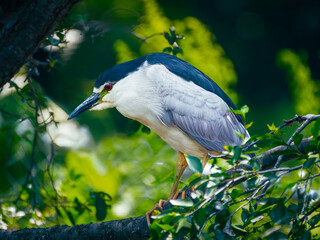 a black crowned Night Heron bird perched up in a tree branch