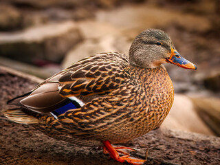 Closeup of female mallard duck.