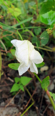 white flower on a leaf