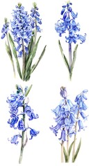 Set of  Bluebell Hyacinthoides non scripta Flower Watercolor Illustration on White Background