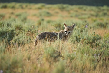 Coyote in Yellowstone