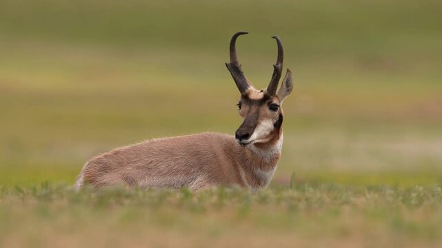 Pronghorn Antelope (Antilocapra americana) buck resting on a South Dakota grass prairie, slow-motion, 1/2 natural speed