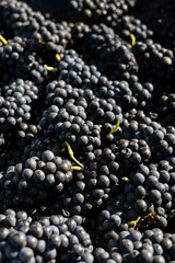 Cabernet Sauvignon grapes with highlight