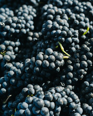 Cabernet Sauvignon grapes with highlight