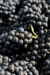 Cabernet Sauvignon grapes with highlight