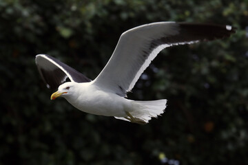 Gaivotas em um lindo espetáculo na distribuição de restos de peixes e peixes menores no canal de Ponta Negra - Maricá - RJ  