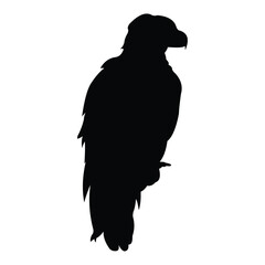 eagle bird vector silhouette design. black on a white background.