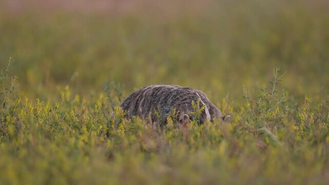 The American badger (Taxidea taxus) is a North American badger similar in appearance to the European badger. Slow-motion, 1/2 natural speed.