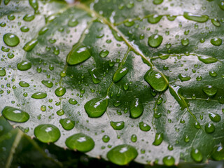 Photo of water droplets on green plant leaves