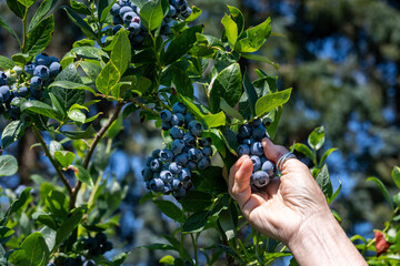 Caucasian woman’s hand reaching into a bush to pick large ripe blue Duke blueberries in a u-pick farm field on a sunny day, nutritious organic fruit, part of heathy lifestyle and diet
