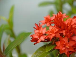 Macro photo of blooming red flower
