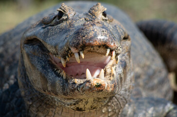 Brazilian Alligator