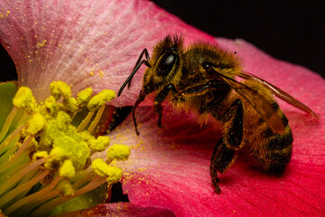 ABEJAS SOBRE FLORES BUSCANDO POLEN