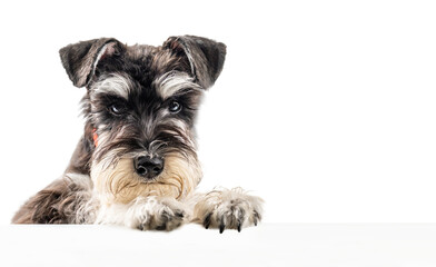 Miniature schnauzer puppy peeking out from behind a poster with copy space isolated