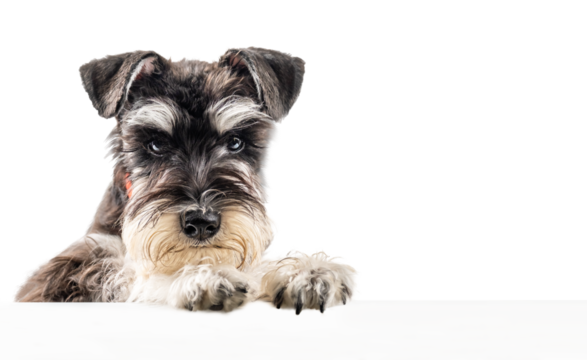 Miniature schnauzer puppy peeking out from behind a poster with copy space isolated