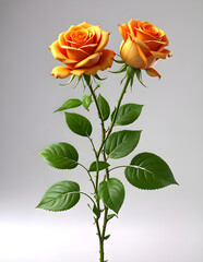 Cute Cartoon Orange Freedom Rose Flower Character 3D Rendered on white background.