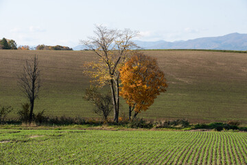 北海道美瑛の紅葉風景