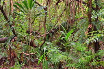 Coastal swampy forest north of Cairns, Queensland, Australia