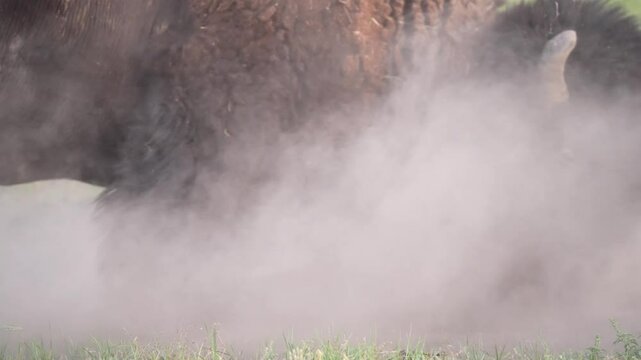 American Bison (Bison bison) Bull rolling and leaving his scent in a wallow prior to rut, during the July breeding period, territorial rutting behavior. Slow-motion, 1/2 natural speed.
