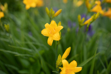 Yellow flowers in garden. Plants in park. Beautiful nature.