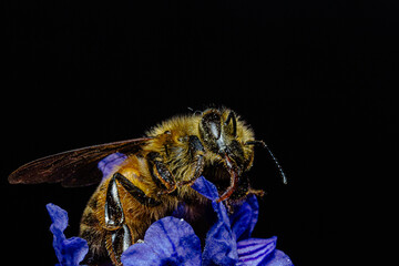 ABEJAS SOBRE FLORES BUSCANDO POLEN