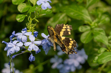 Swallowtail Butterfly feeding 4