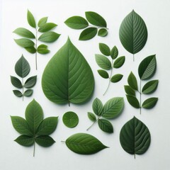 Naklejka premium green leaves isolated on white