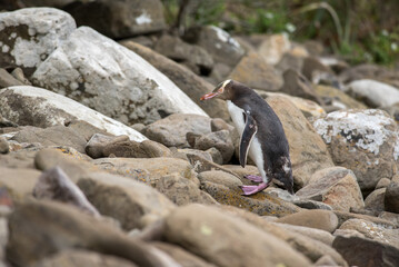 A yellow-eyed penguin, or hoiho, (megadyptes antipodes) climbing the rocky foreshore at Curio Bay, Southland, New Zealand.