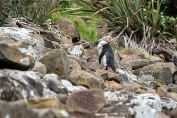 A yellow-eyed penguin, or hoiho, (megadyptes antipodes) on the rocky foreshore at Curio Bay, Southland, New Zealand.