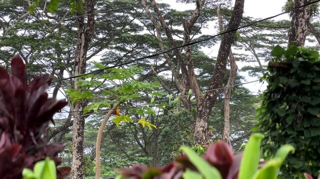 Invasive Rose Ringed Parakeets (RRP) Threaten Hawaiian Agriculture; Oahu, Honolulu, Hawaii.