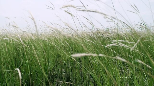Retreating slow motion shot of cogon grass, Imperata cylindrica, a tropical grass that is found in grasslands, meadows, pastures, and swampy habitats.