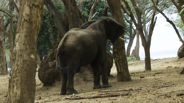 Mighty elephant bull shaking an old tree with his lobe. Acacia seedpods falling down, a favorite snack for the elephant. He starts to collect them with his trunk.