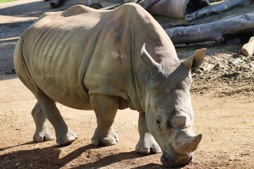 Obraz premium African Safari