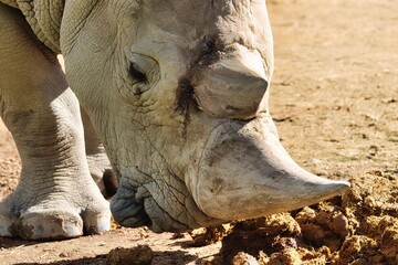 Obraz premium African Safari