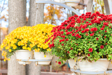 Colorful chrysanthemums flowers in pots in a park