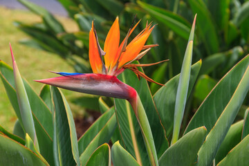 Bird of paradise flower (Strelitzia reginae) of Madeira Island, Portugal.