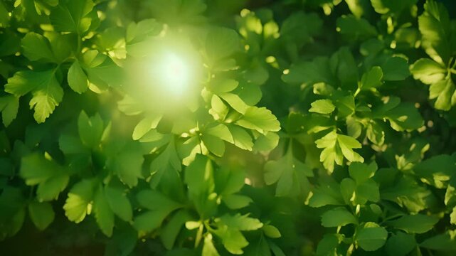 A closeup of parsley leaves their jagged shape and bright green color making them stand out.