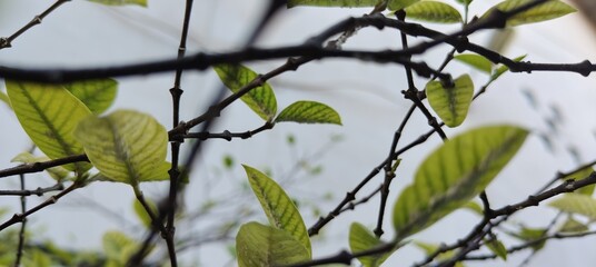 leaves on a tree