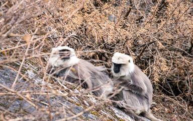 black and white lemur in Gorkha, Nepal.