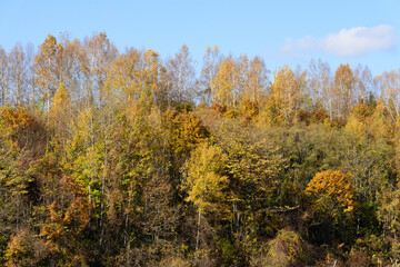 Fototapeta premium 富良野の紅葉風景