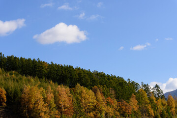 Fototapeta premium 富良野の紅葉風景