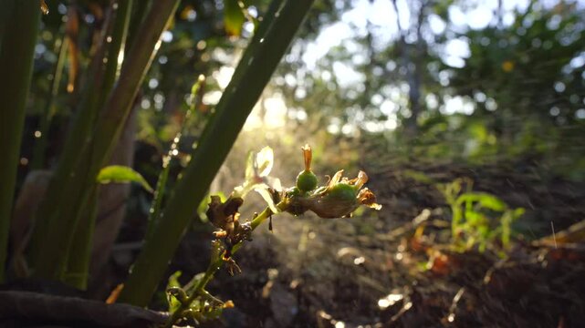Cardamom(elakkai) plant from kerala idukki,Cardamom plant spring mist,Indian Kerala cardamom good quality and organic cardamom plant and flower and B ee